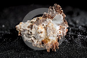 Hexaplex princeps shell on a black sand background photo