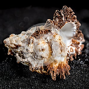 Hexaplex princeps shell on a black sand background photo