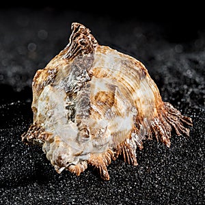 Hexaplex princeps shell on a black sand background photo