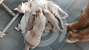 HEY BRO...  cat  catlovers  funnycat  cutiecat  kitten photo