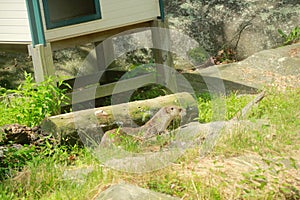 Hey over here, Otters at Worcester Ecotarium, science center, Mass