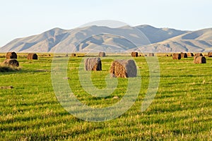 Hey rolls on agricultural lands of Khakassia. photo