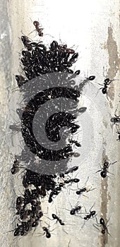 Insects in our kitchen