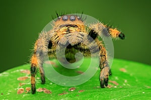 Hey you, yes you..jumping spider appointed her leg to you , phiddipus photo