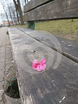 Heyday on the bench