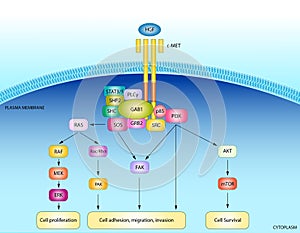 HGF signaling pathway