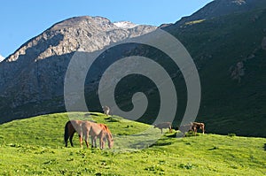 The hi-altitude pasture in Kyrgyzstan