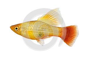 Hi Fin Platy platy male Xiphophorus maculatus tropical aquarium fish photo