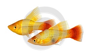 Hi Fin Platy platy male Xiphophorus maculatus tropical aquarium fish