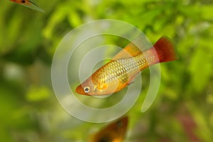 Hi Fin Platy platy male Xiphophorus maculatus tropical aquarium fish