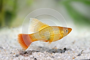 Hi Fin Platy platy male Xiphophorus maculatus tropical aquarium fish photo