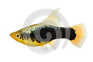 Hi Fin tuxedo Platy platy male Xiphophorus maculatus tropical aquarium fish photo