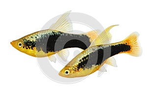 Hi Fin tuxedo Platy platy male Xiphophorus maculatus tropical aquarium fish photo
