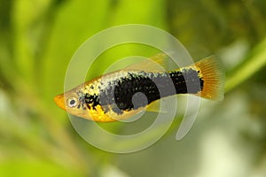 Hi Fin tuxedo Platy platy male Xiphophorus maculatus tropical aquarium fish