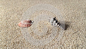 Hi res sea shells on sandy beach