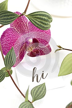 Hi word saying printed on the paper with orchid and houseplant