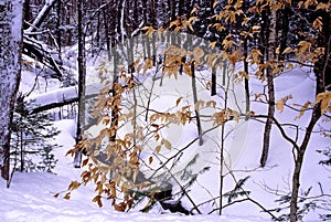 Hiawatha National Forest in Winter  27350