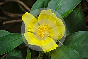 Hibbertia scandens - snake vine