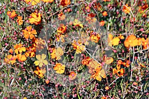 Hibbertia Stellaris Orange Stars Wildflower