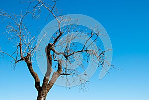 Hibernating almond tree