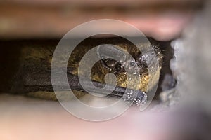 Hibernating bat in wall cavity