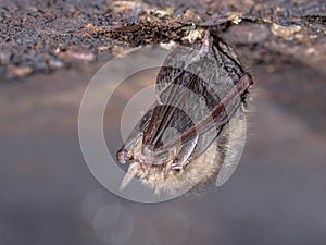 Hibernating Brown long-eared bat