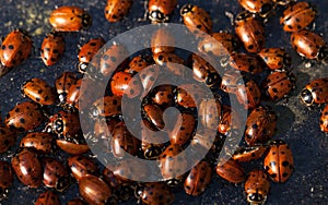 Hibernating cluster of Convergent lady beetle
