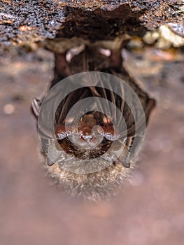 Hibernating Common long-eared bat