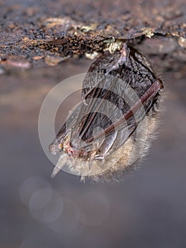 Hibernating Common long-eared bat