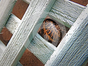 Hibernating garden snail