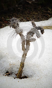 Hibernating in the open ground cacti, in the spring under the sn