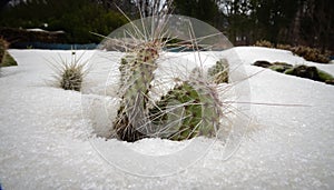 Hibernating in the open ground cacti, in the spring under the sn