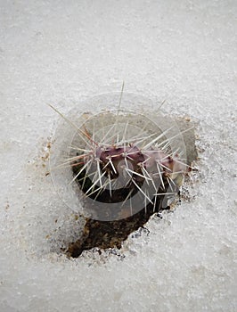 Hibernating in the open ground cacti, in the spring under the sn