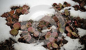 Hibernating in the open ground cacti, in the spring under the sn