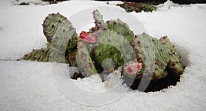 Hibernating in the open ground cacti, in the spring under the sn