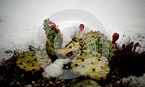 Hibernating in the open ground cacti, in the spring under the sn