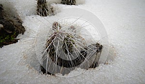 Hibernating in the open ground cacti, in the spring under the sn