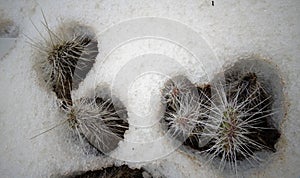 Hibernating in the open ground cacti, in the spring under the sn