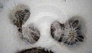 Hibernating in the open ground cacti, in the spring under the sn