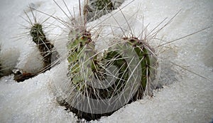 Hibernating in the open ground cacti, in the spring under the snow