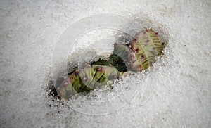 Hibernating in the open ground cacti, in the spring under the snow