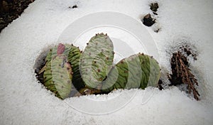 Hibernating in the open ground cacti, in the spring under the snow