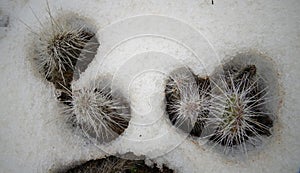 Hibernating in the open ground cacti, in the spring under the snow