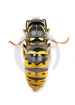 Hibernating wasp or yellowjacket