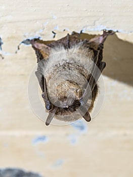 Hibernating whiskered bat