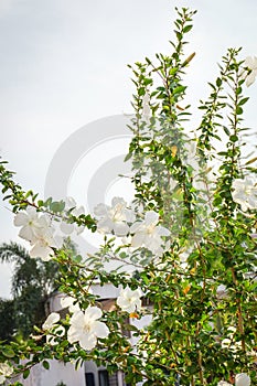 Hibicus trees and flowers