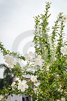 Hibicus trees and flowers photo