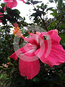 Hibisco red flower photo