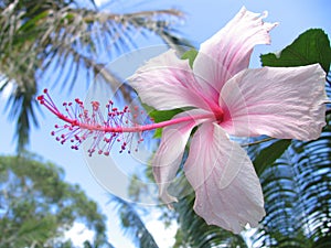 Hibiscus