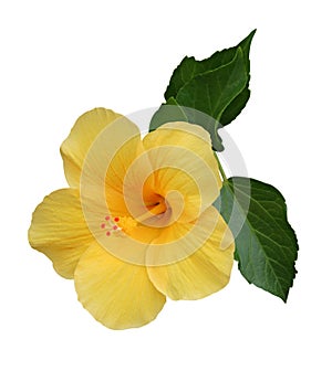 Hibiscus